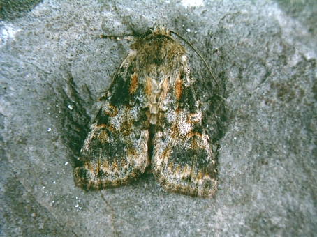 Hadena sp.